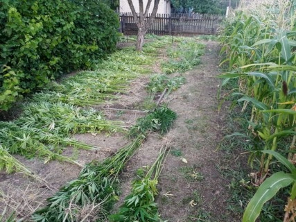 В Волгоградской области полицейские задержали подозреваемого в незаконном культивировании конопли
