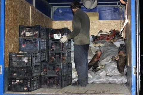 В Астрахани бизнесмен организовал в своём доме подпольный рыбный цех