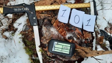 В Новгородской области незаконной лесозаготовкой причинён ущерб на сумму более 4,3 млн рублей
