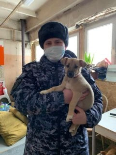 Сотрудник одного из подразделений столичного главка Росгвардии оказывает помощь приюту для бездомных животных