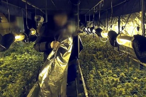В Калининградской области пресечена деятельность группы, занимавшейся выращиванием конопли и сбытом марихуаны