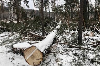 В Иркутской области сотрудниками полиции пресечена незаконная рубка сосен в особо крупном размере