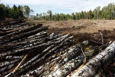 В Приангарье задержали нелегальных лесозаготовителей
