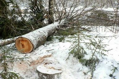 В Иркутской области полицейскими пресечена незаконная рубка леса