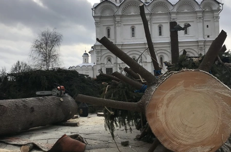Кремлевская елка получит вторую жизнь: пятый год подряд