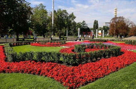 На улицах Москвы высадили более 19 тысяч кустарников