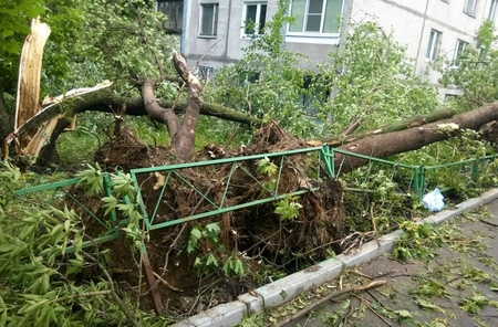 Более 150 деревьев упали в столице в течение двух дней ненастной погоды