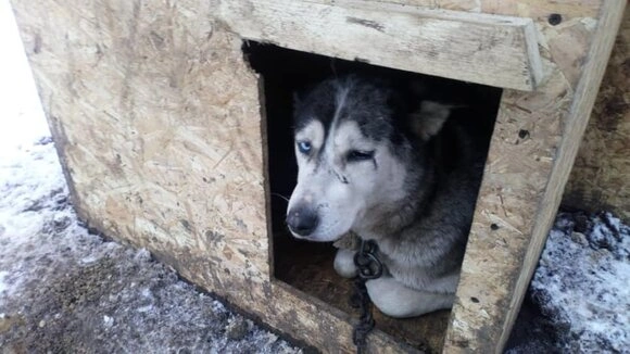 Парк хаски в Измайлово временно был закрыт