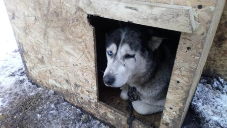Парк хаски в Измайлово временно был закрыт