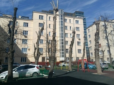 В Москве незаконно спиливают деревья