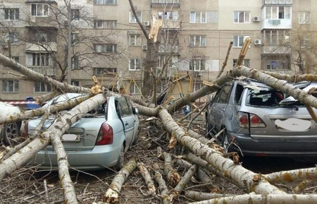В результате сильного ветра в Москве рухнули 33 дерева