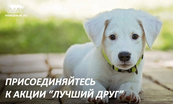 Координаторы ООПН «Безопасная столица» подключились к благотворительной акции «Лучший друг»