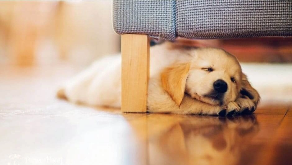 Владимир Голубев, резидент федерации кинологов, рассказал, что является источником опасности для собаки в домашних условиях