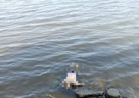 В Братеево нашли труп мужчины в Москве-реке
