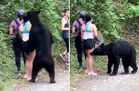 В Китае мужчина в костюме медведя попал на видео