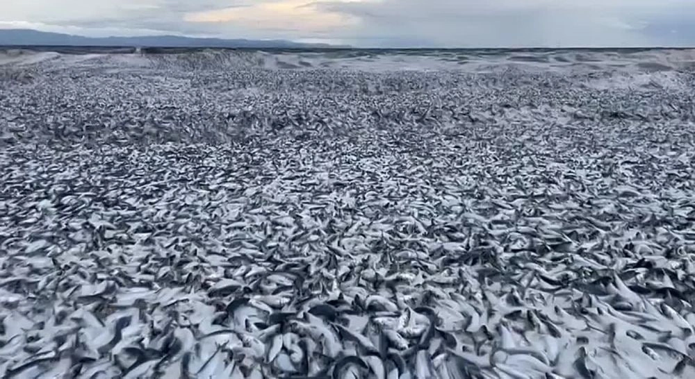 Тысячи тонн рыб вынесло на берег Японии