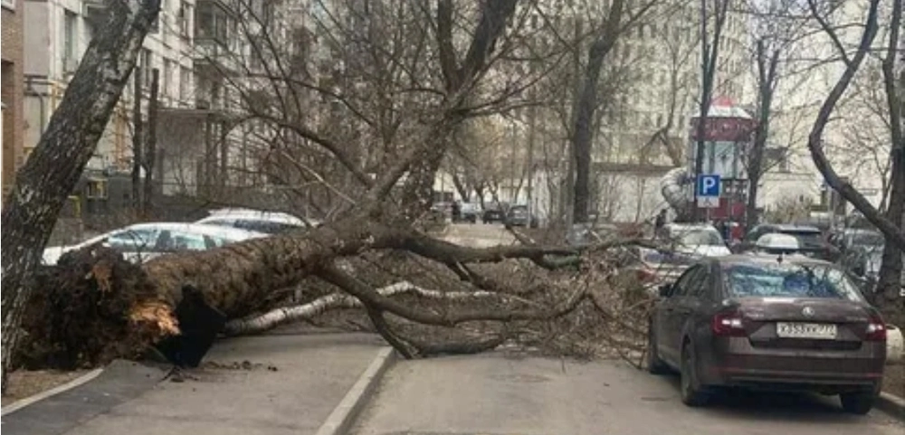 В Москве в результате мощного ветра два человека погибли